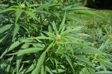 comprueban-cientificamente-que-marihuana-hace-que-celulas-cancerigenas-se-suiciden