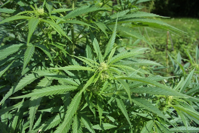comprueban-cientificamente-que-marihuana-hace-que-celulas-cancerigenas-se-suiciden