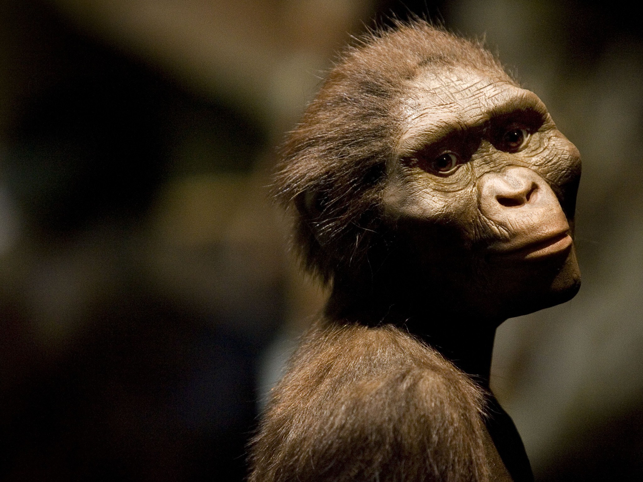 HOUSTON - AUGUST 28: A sculptor's rendering of the hominid Australopithecus afarensis is displayed as part of an exhibition that includes the 3.2 million year old fossilized remains of "Lucy", the most complete example of the species, at the Houston Museum of Natural Science, August 28, 2007 in Houston, Texas. The exhibition is the first for the fossil outside of Ethiopia and has generated criticism among the museum community and others that believe the fossil is too fragile to be moved from it's home country. (Photo by Dave Einsel/Getty Images)