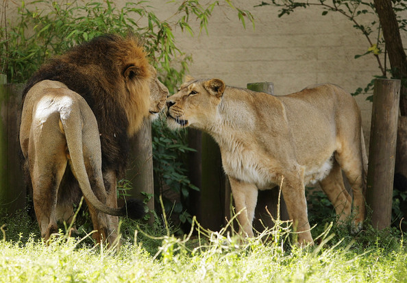 Lions+Show+London+Zoo+Late+Night+Event+4fnDHbIvXpYl