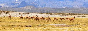 chile4