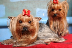 1452695628-000par8082484