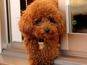 1452695699-30694050650f616ef210z