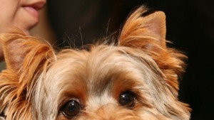 1452695840-063gyi0050896528