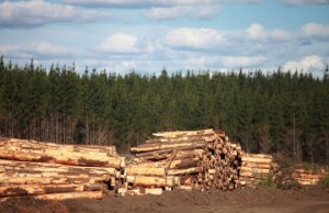 Acopio-de-Madera-Aserrable_Forestal-Mininco_JCRECABAL-Ppal-540x350