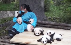 cuidador-de-pandas-1