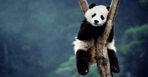 portada-panda-640x335