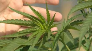 1453165354-t13marihuana